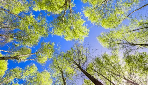 Environmental services