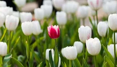 ¿Están las empresas aprovechando la diversidad y la inclusión?