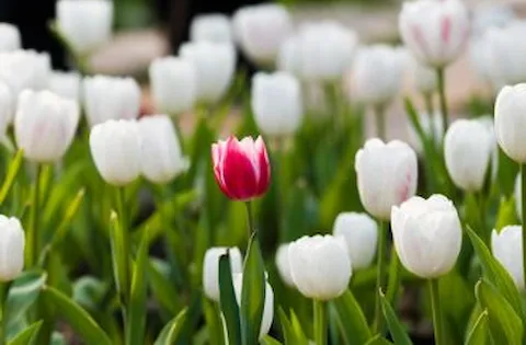 Diversity & Inclusion. Are companies taking advantage? 