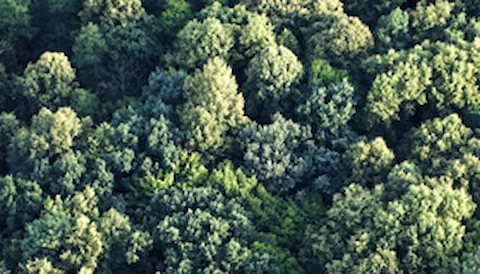 FSC® Chain Of Custody certification