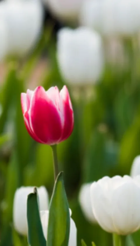 ViewPoint 2022 Q2 Diversity Inclusion_2500x1181