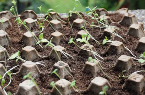 Espresso survey: Environmental audit findings snapshot - report