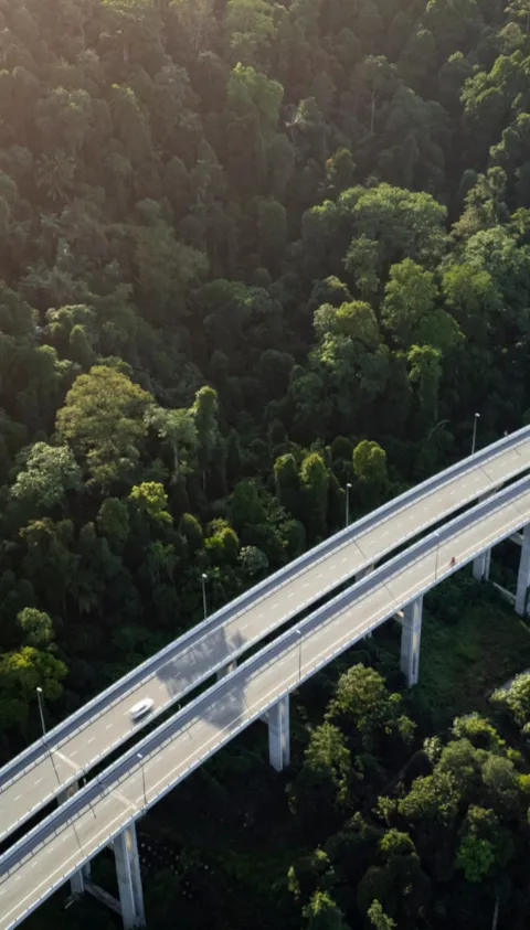 overhead of motorway bridge above woodland