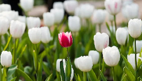 Are companies taking advantage of diversity & inclusion